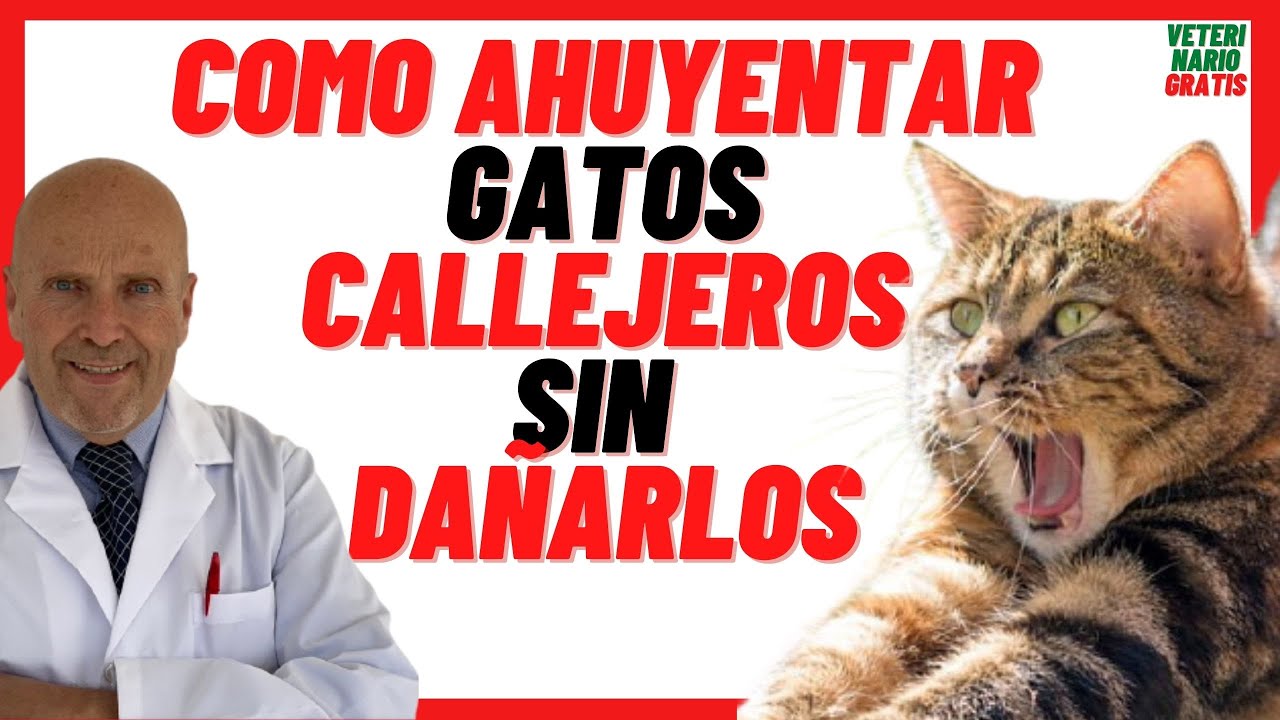 Cómo retirar los gatos de la casa: métodos efectivos y seguros 8 Cómo retirar los gatos de la casa: métodos efectivos y seguros