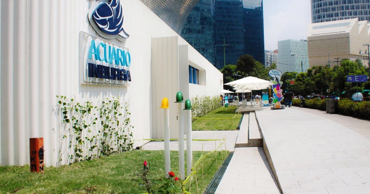 Consejos para llegar al Acuario Inbursa de la mejor manera 2 consejos para llegar al acuario inbursa de la mejor manera