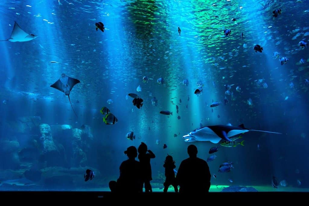 cuanto cuesta el acuario inbursa una experiencia fascinante para toda la familia